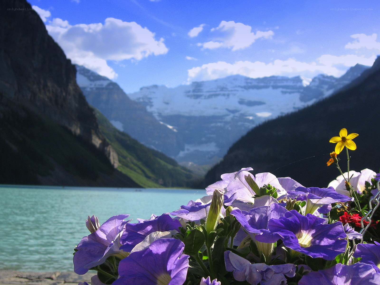 Flowers with mountain lake view