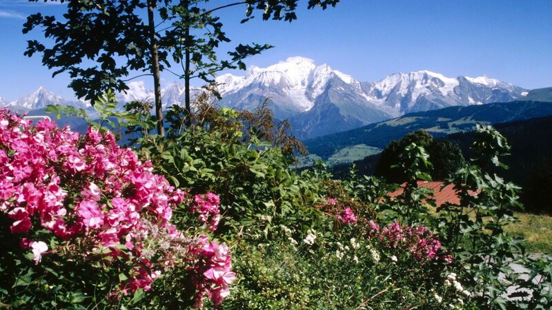 Flowers with mountain view