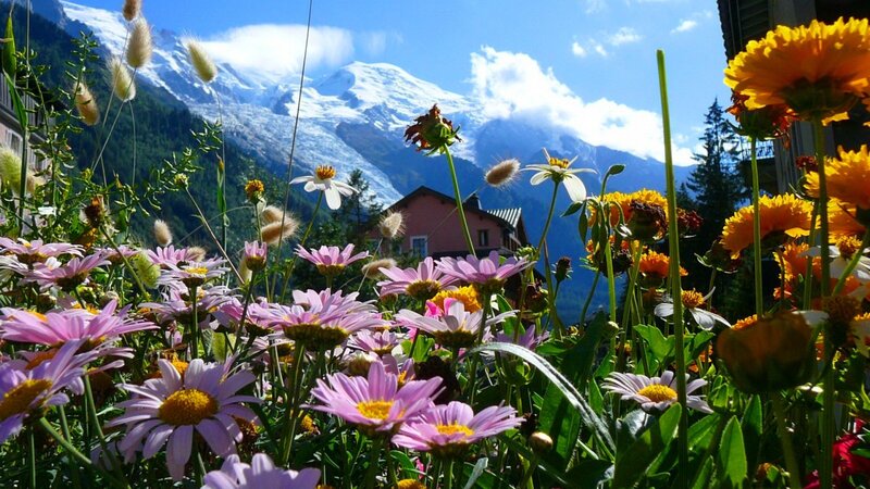 Flowers with mountain view