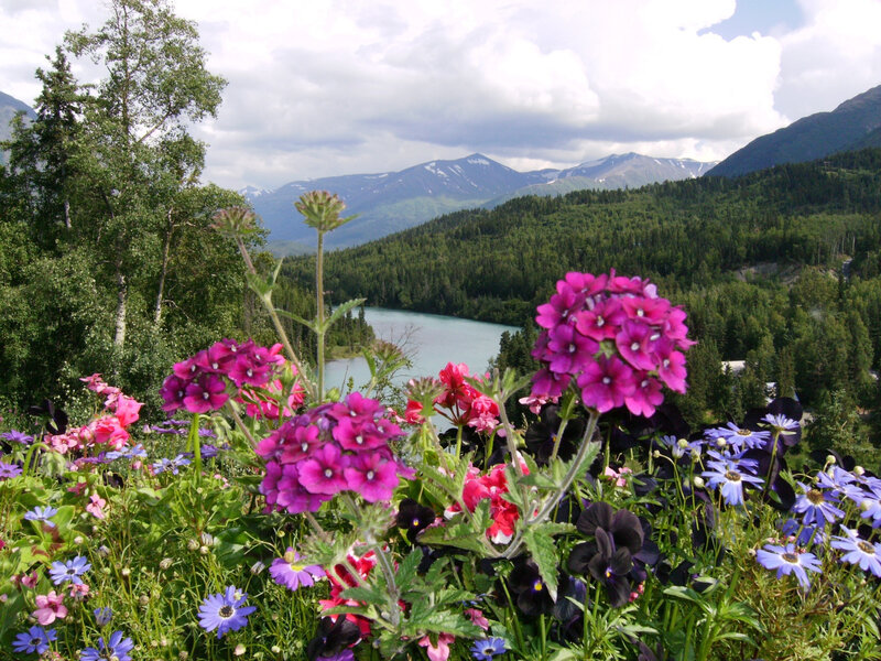 Flowers with mountain view