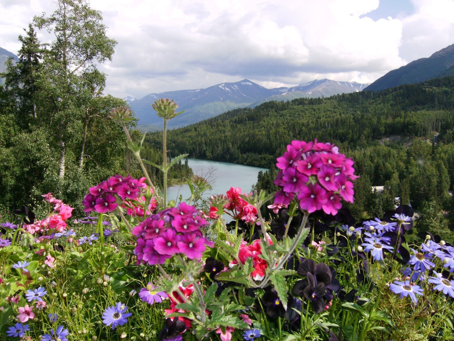 Flowers with mountain view