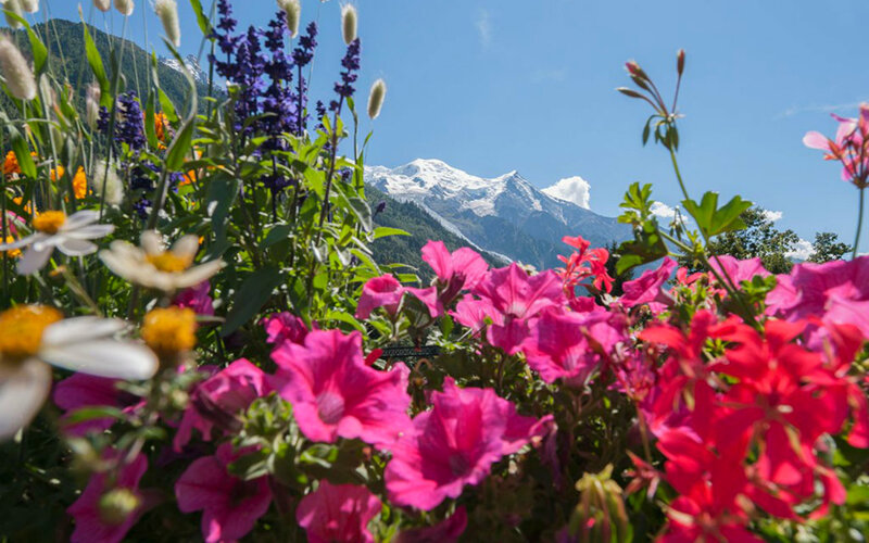 Flowers with Mountain View — Pink