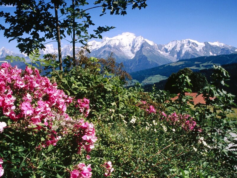 Flowers with mountain view