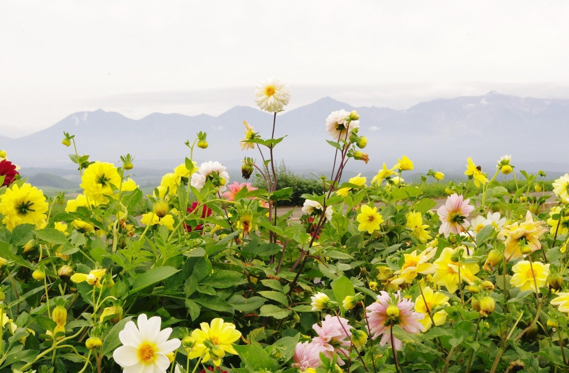 Flowers with mountains in background