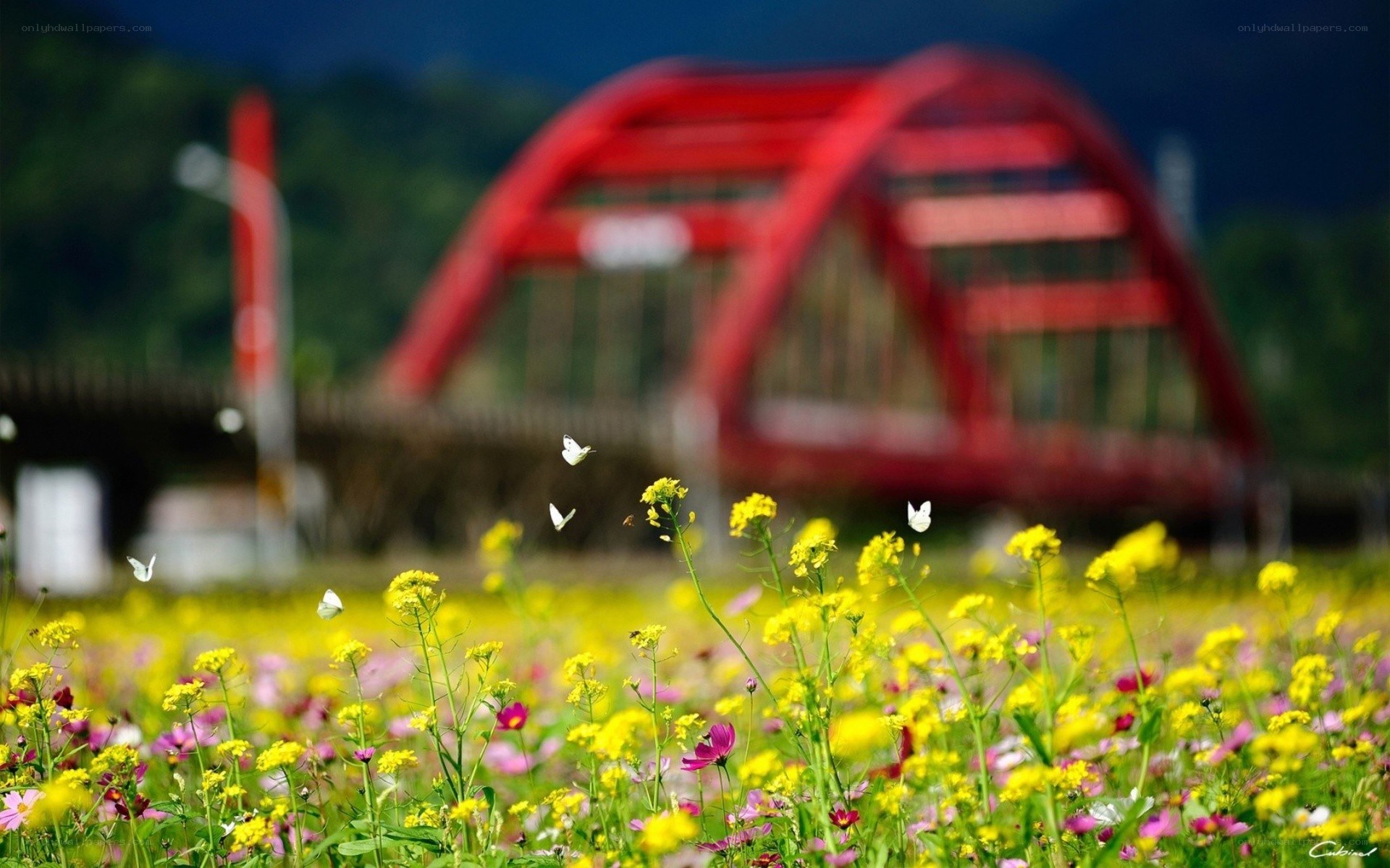 Flowers with red bridge in background