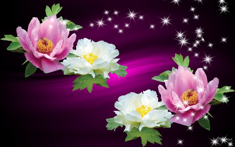 Flowers with sparkles