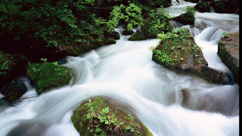 Flowing stream in forest