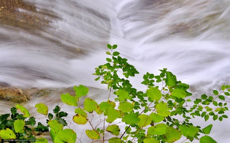 Flowing Water and Green Leaves