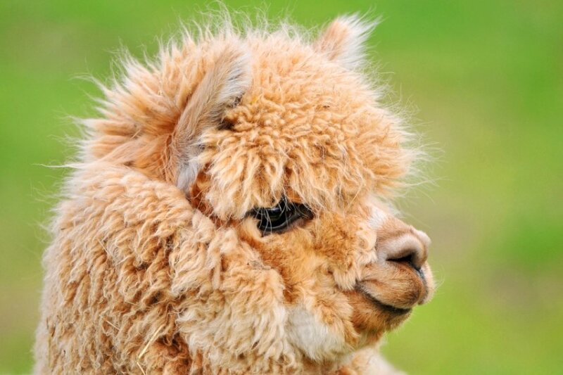 fluffy alpaca in profile