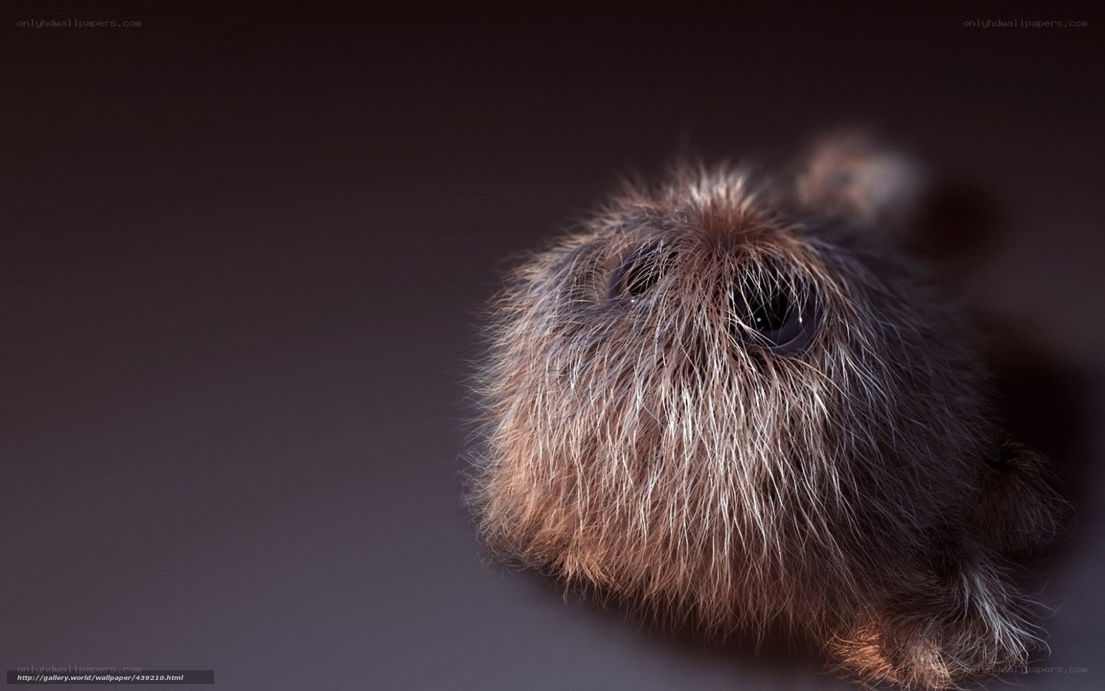 fluffy animal close-up