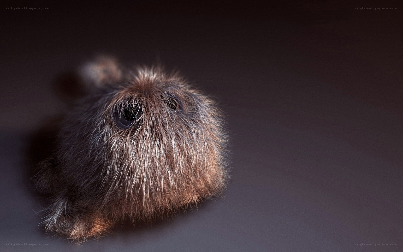 fluffy animal close-up