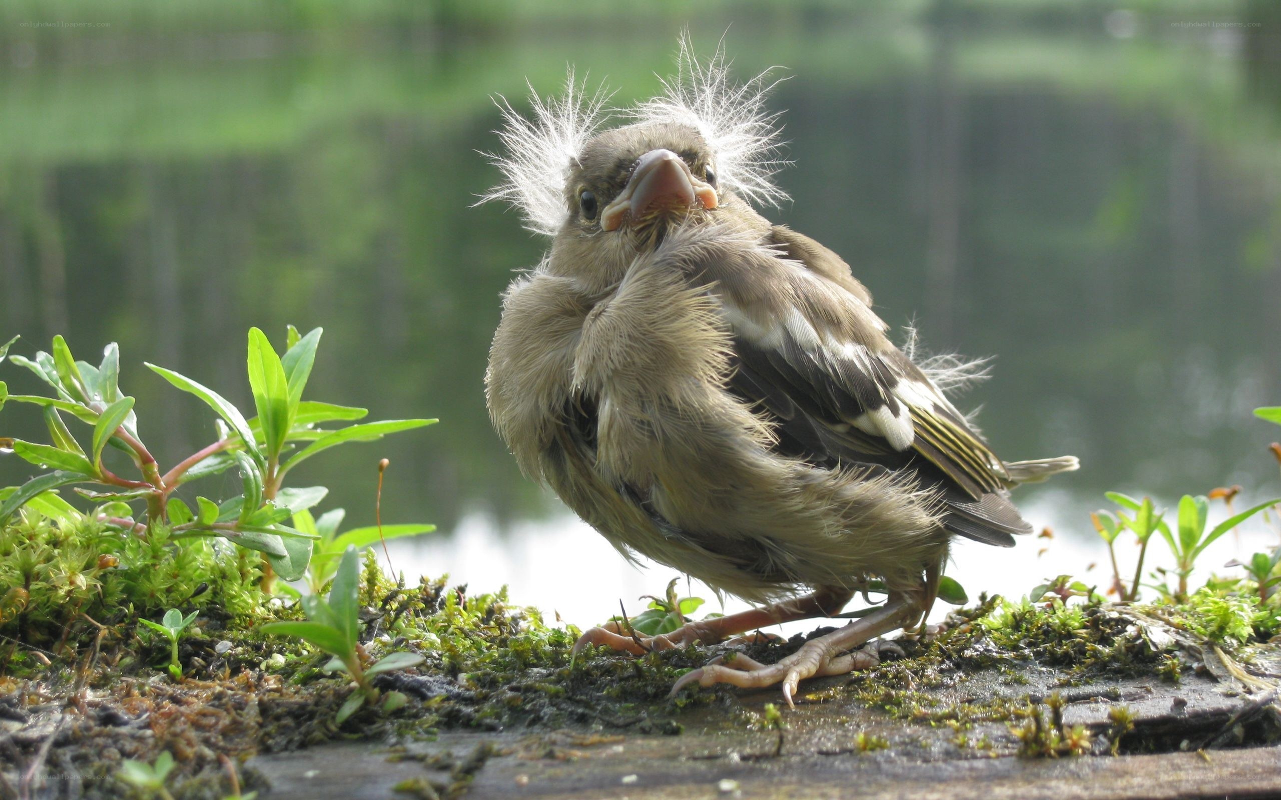 fluffy baby bird on moss