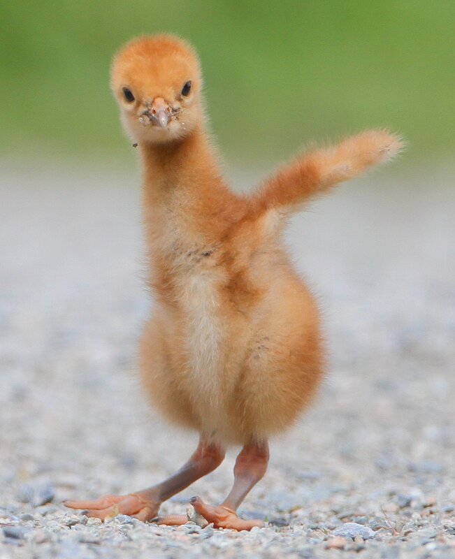 fluffy baby bird standing