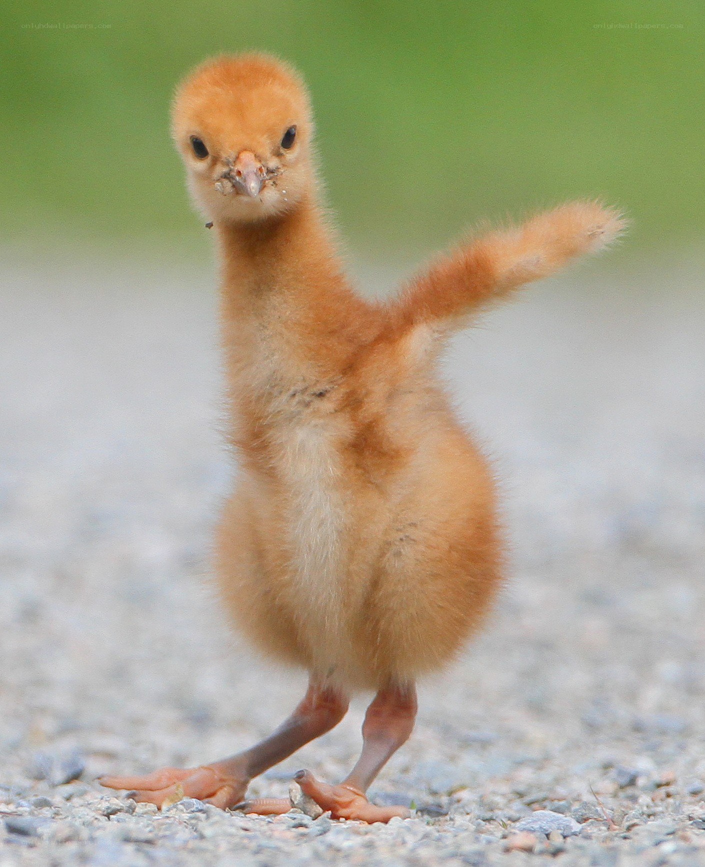 fluffy baby bird standing