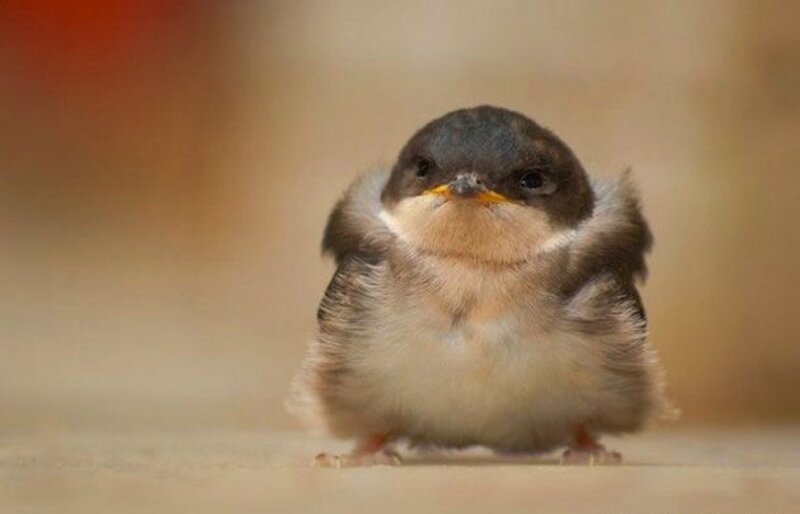 Fluffy Baby Bird