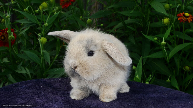 fluffy baby bunny in garden