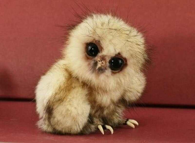 Fluffy Baby Owl