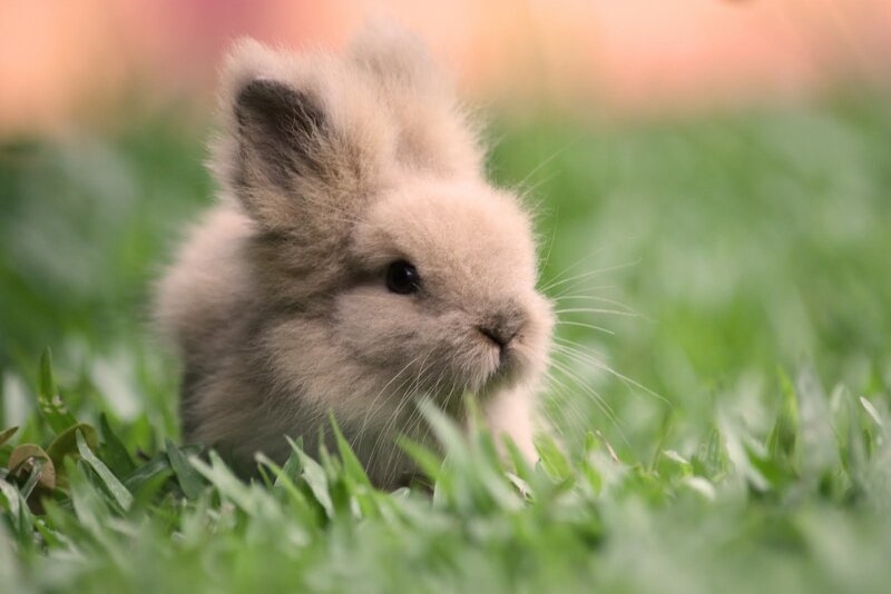 Fluffy Baby Rabbit