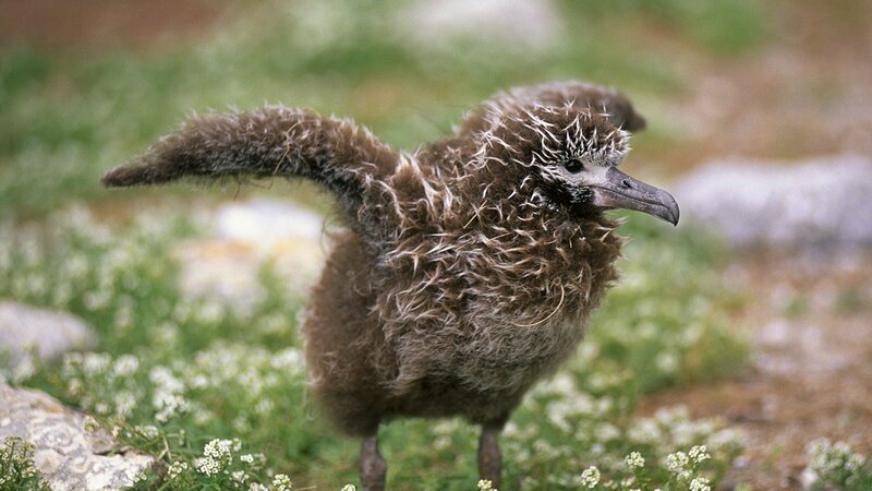 fluffy bird chick standing