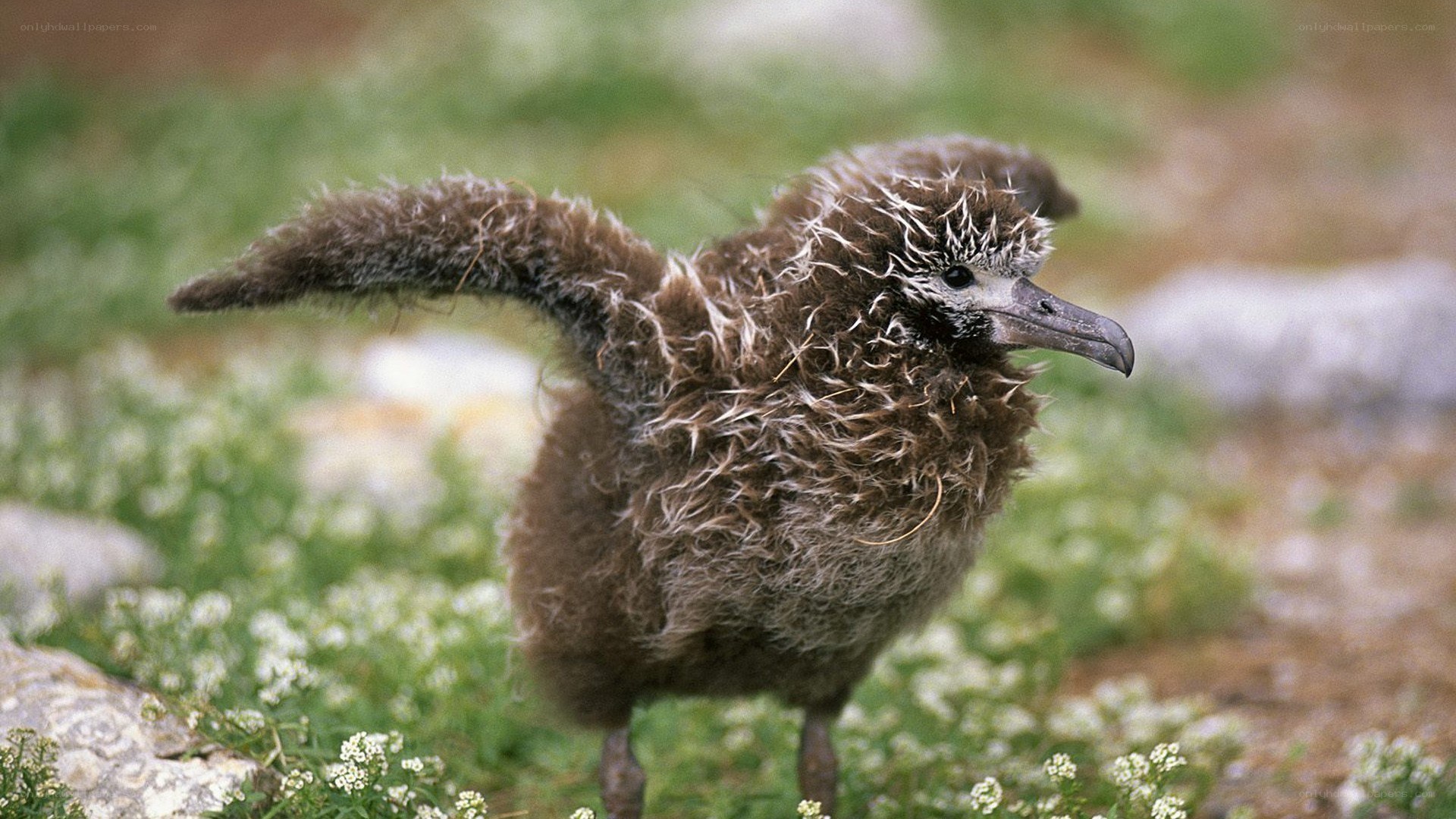 fluffy bird chick standing