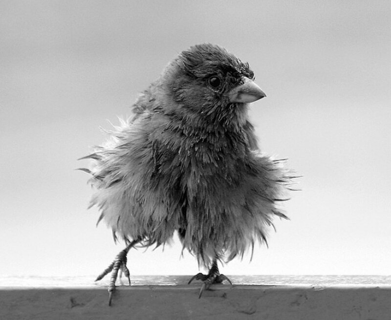fluffy bird on a ledge