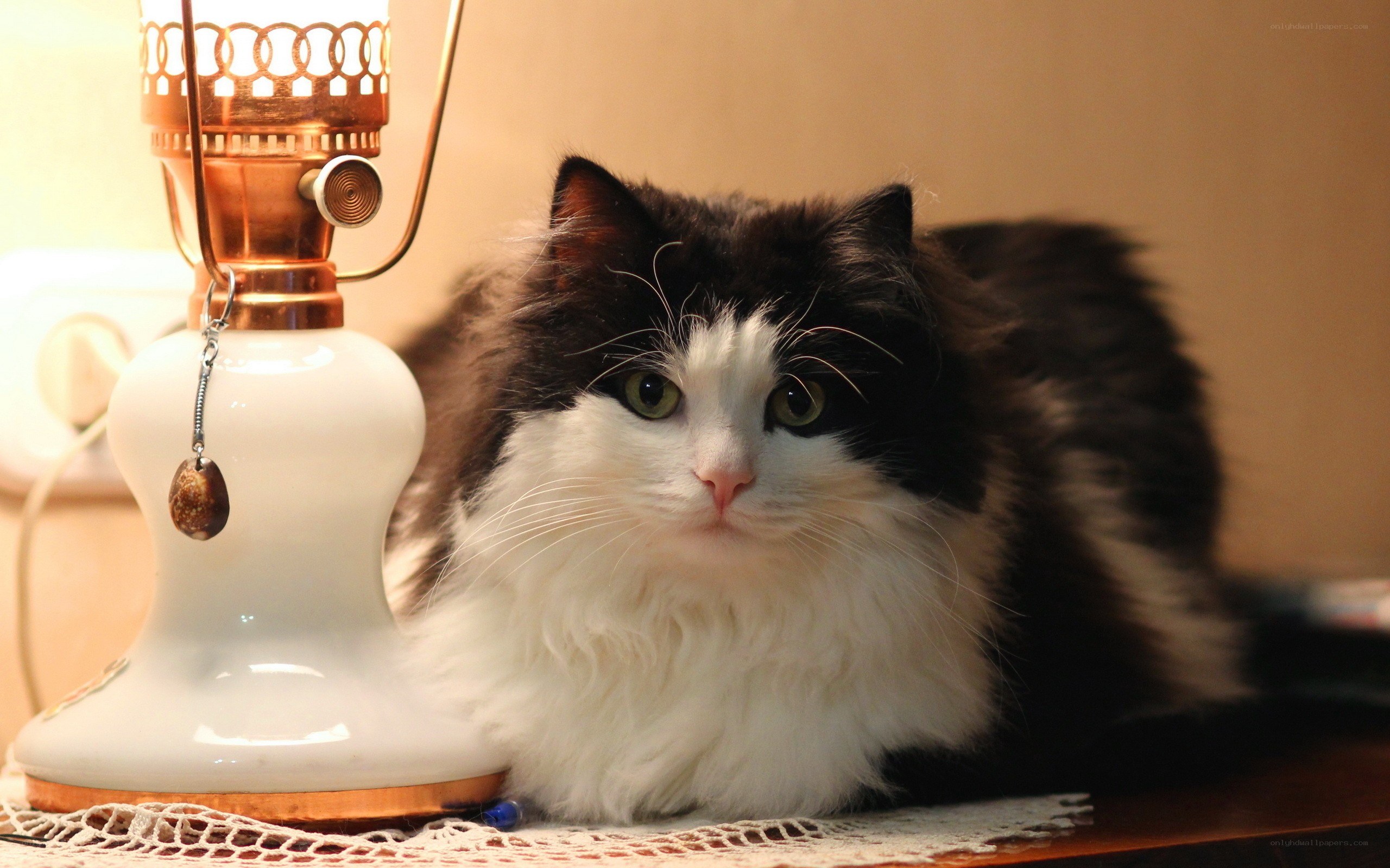 fluffy black and white cat