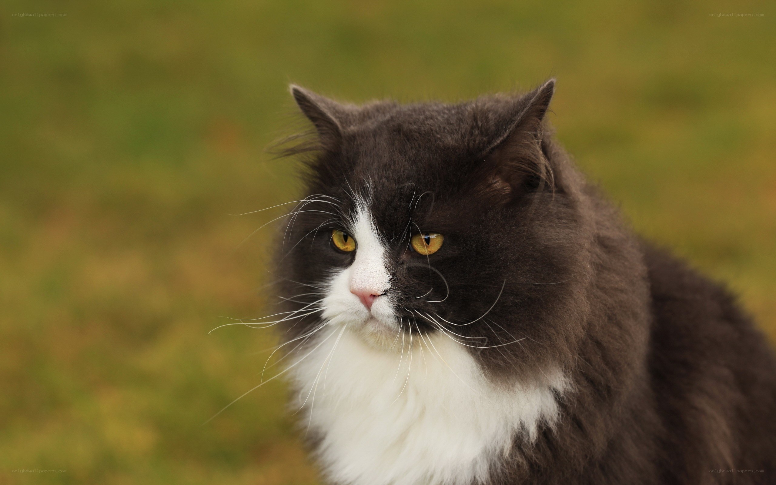 fluffy black and white cat