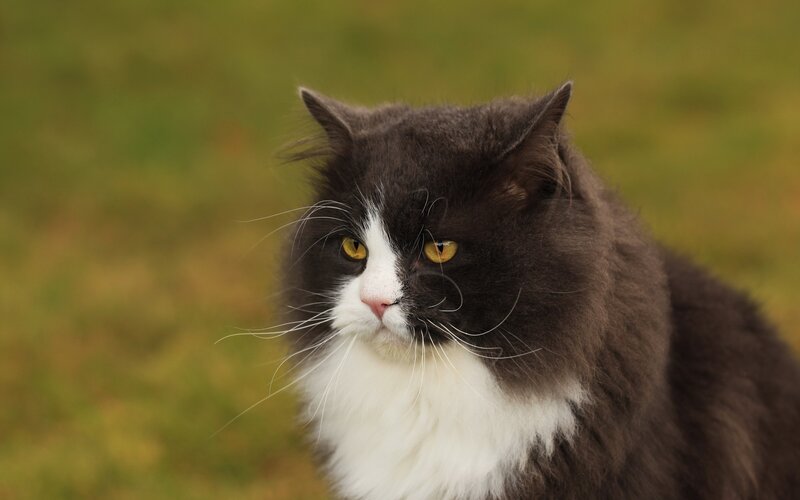 fluffy black and white cat