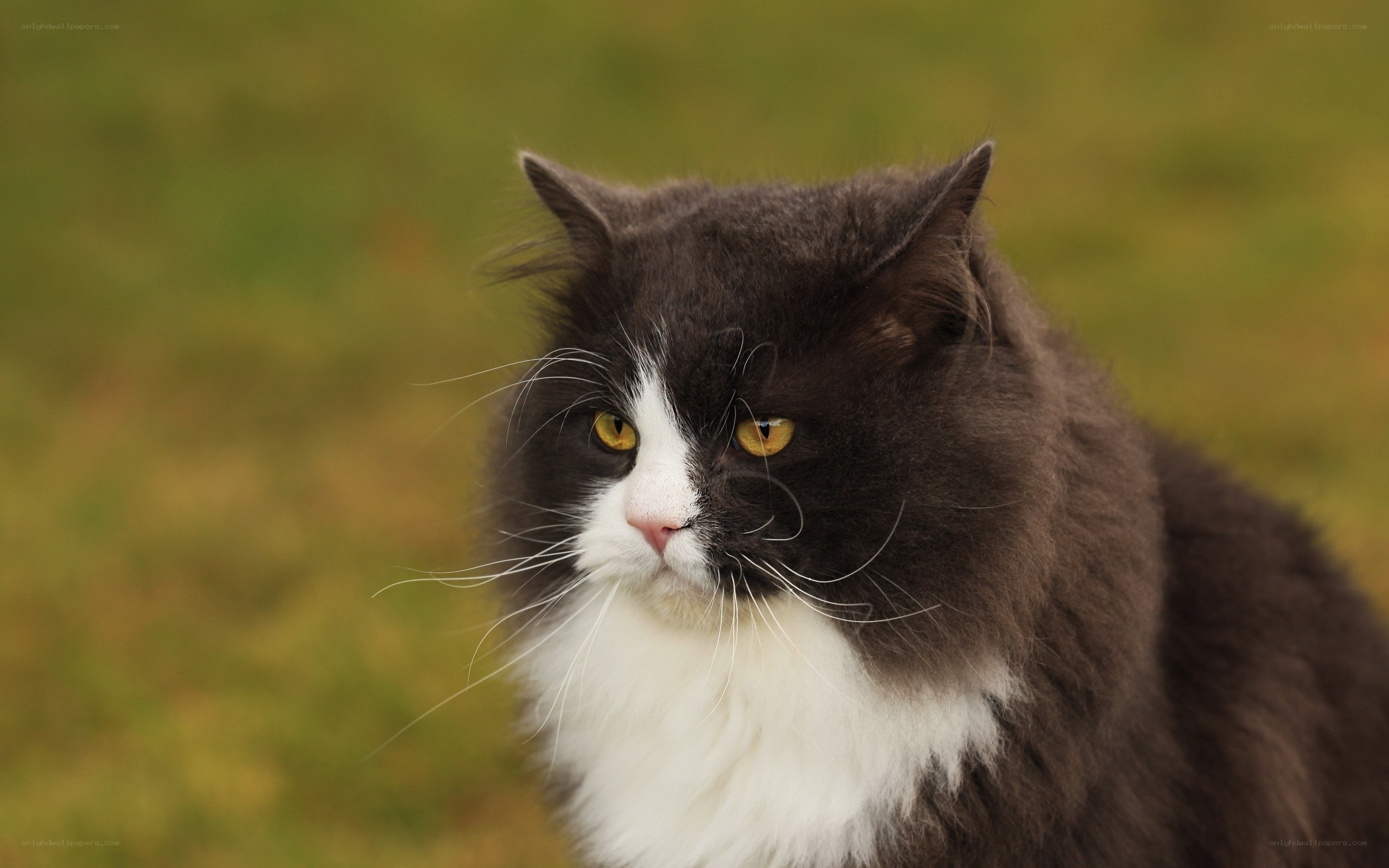 fluffy black and white cat