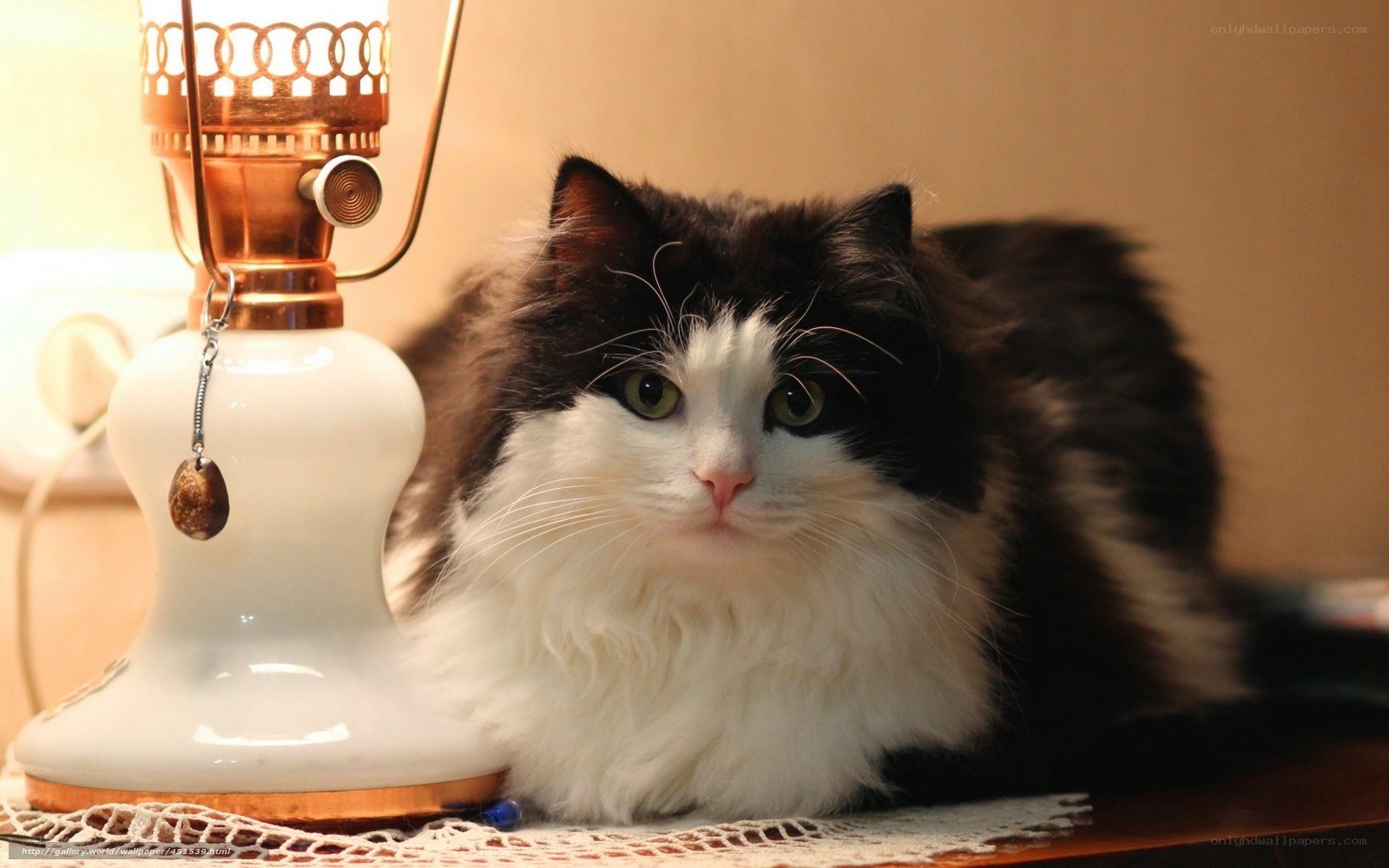 fluffy black and white cat