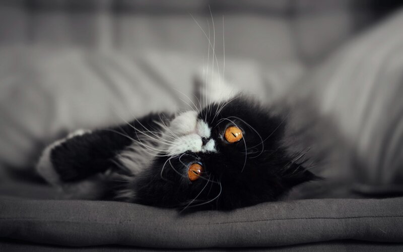 fluffy black and white cat