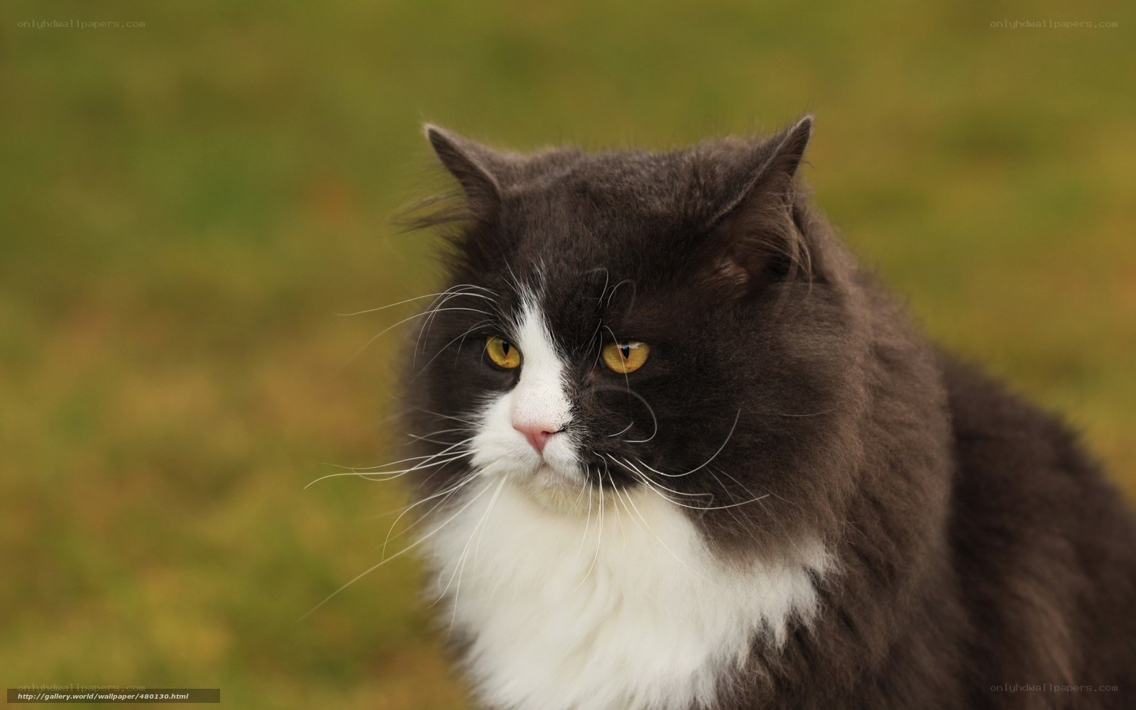 fluffy black and white cat