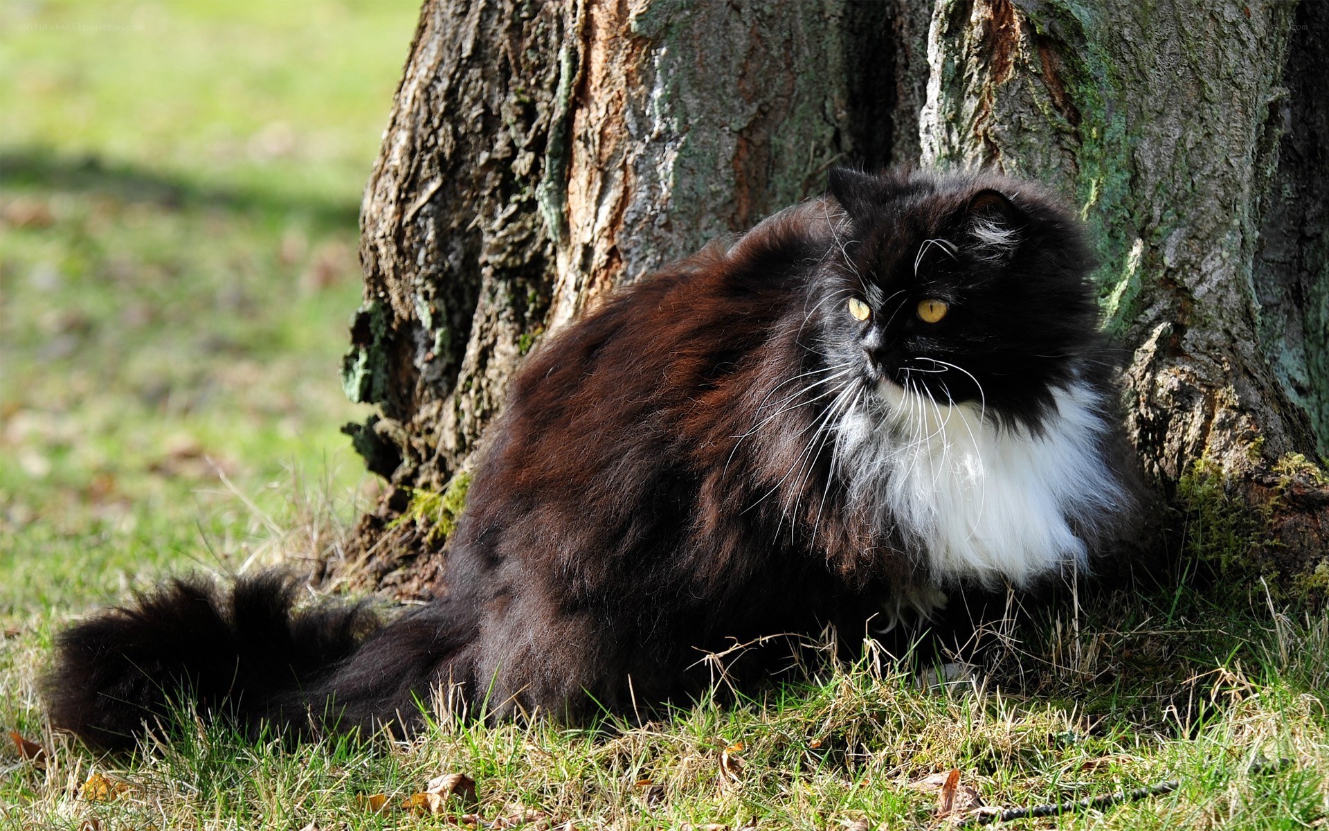 fluffy black and white cat
