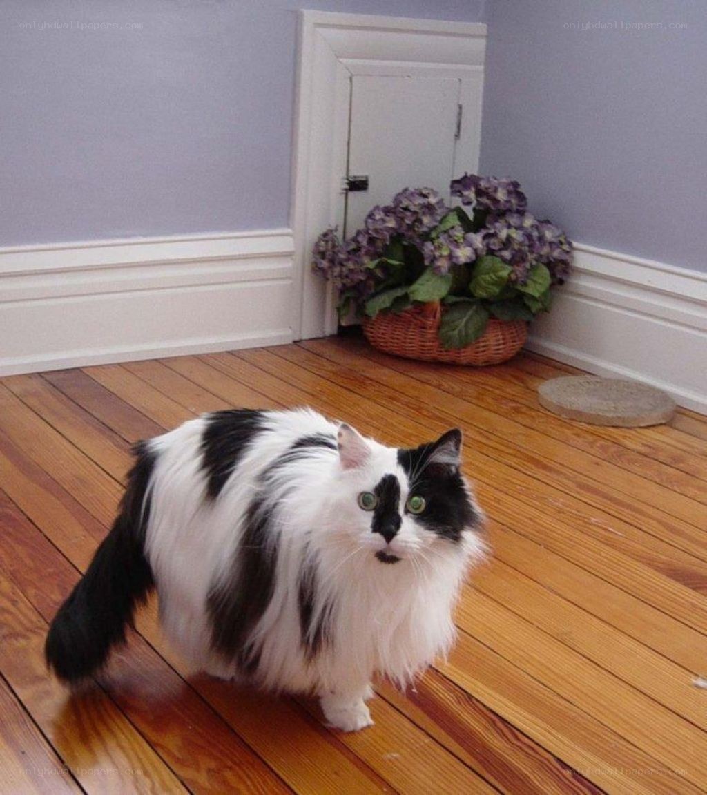 fluffy black and white cat