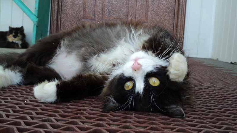 Fluffy Black-and-white Cat — Black