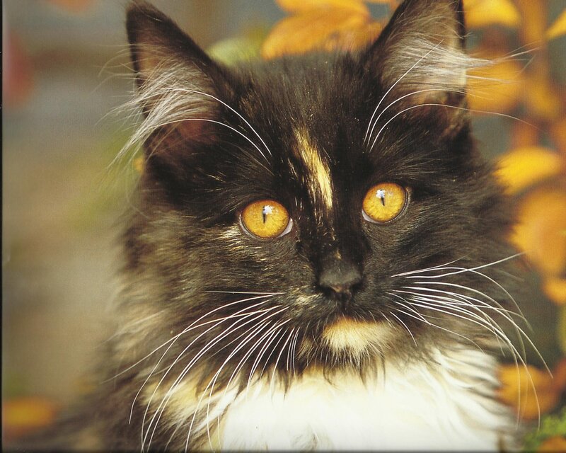 Fluffy Black and White Cat — Calm, Autumn