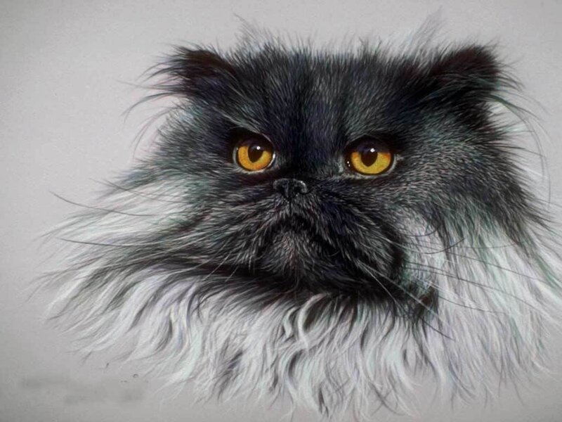Fluffy Black and White Cat — Calm