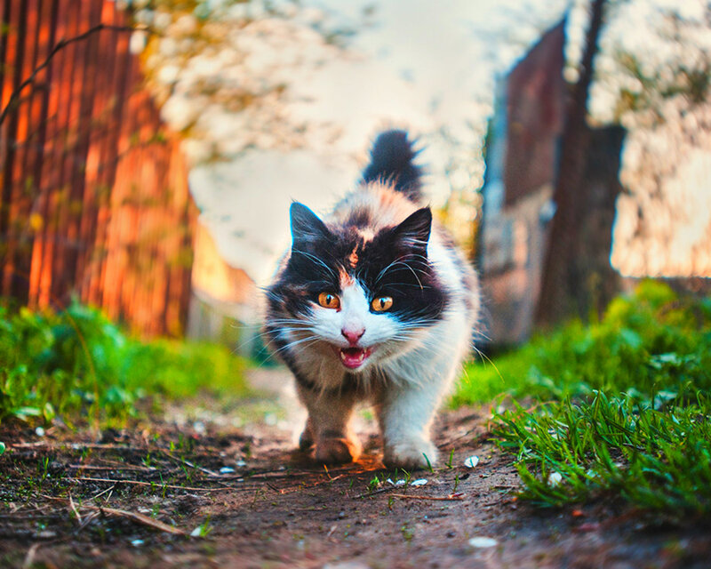 Fluffy Black-and-white Cat — Green
