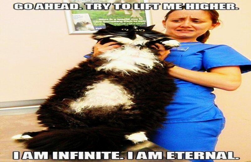 Fluffy Black and White Cat — Humorous