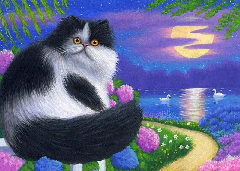 Fluffy Black and White Cat — Purple