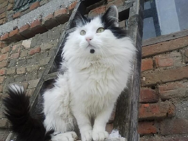 Fluffy Black-and-white Cat — White