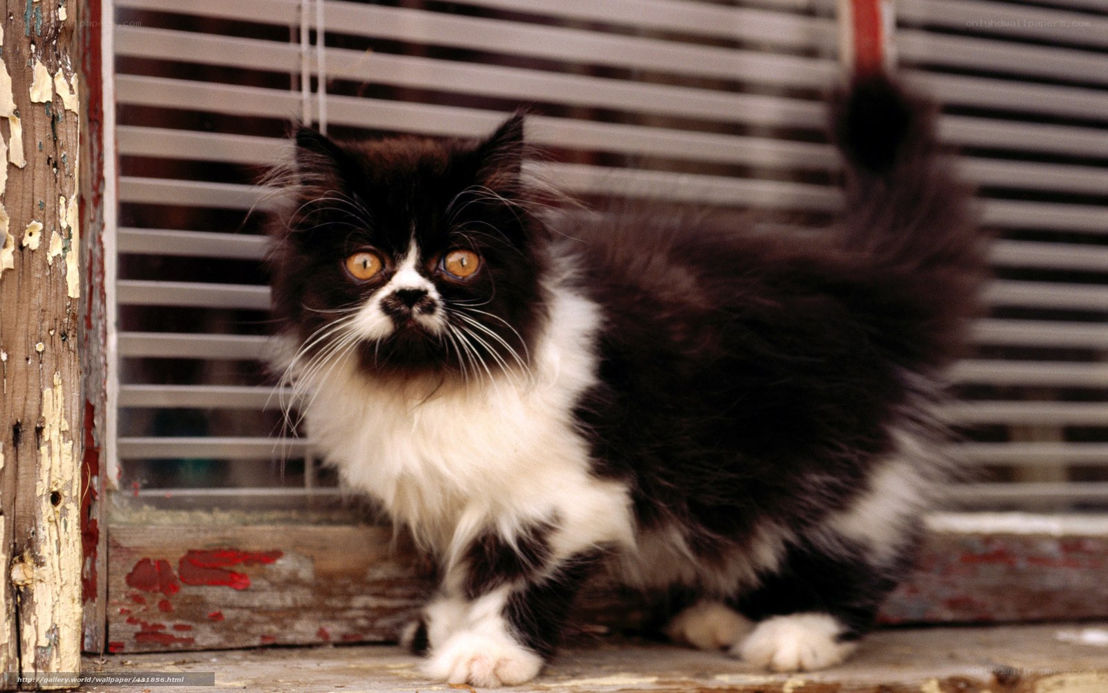 fluffy black and white kitten