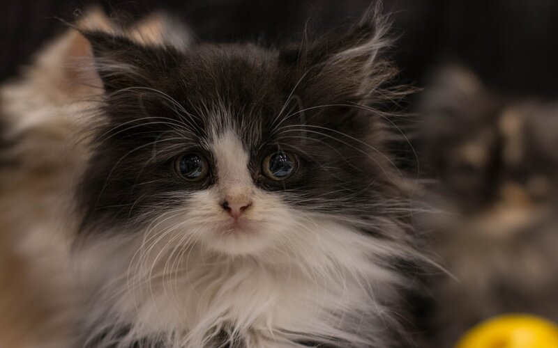 Fluffy Black and White Kitten — Calm, Photograph