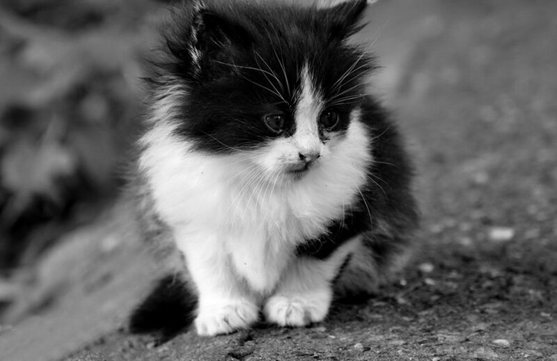 Fluffy Black and White Kitten — Calm