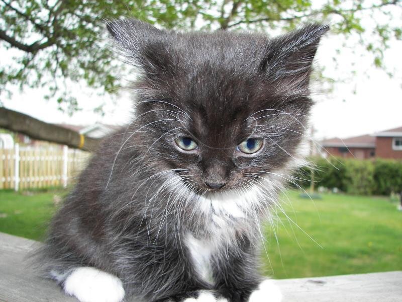 Fluffy Black and White Kitten — Gray