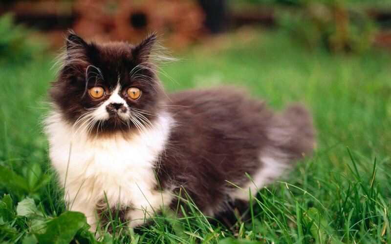 Fluffy Black and White Kitten — Green, Calm, Afternoon, Photograph