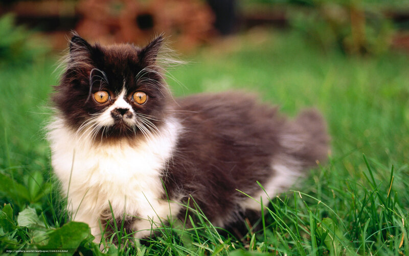 Fluffy Black and White Kitten — Green, Calm, Afternoon