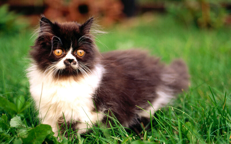 Fluffy Black and White Kitten — Green, Calm