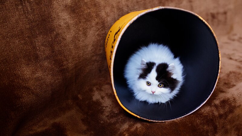 Fluffy Black-and-white Kitten — White, Curious