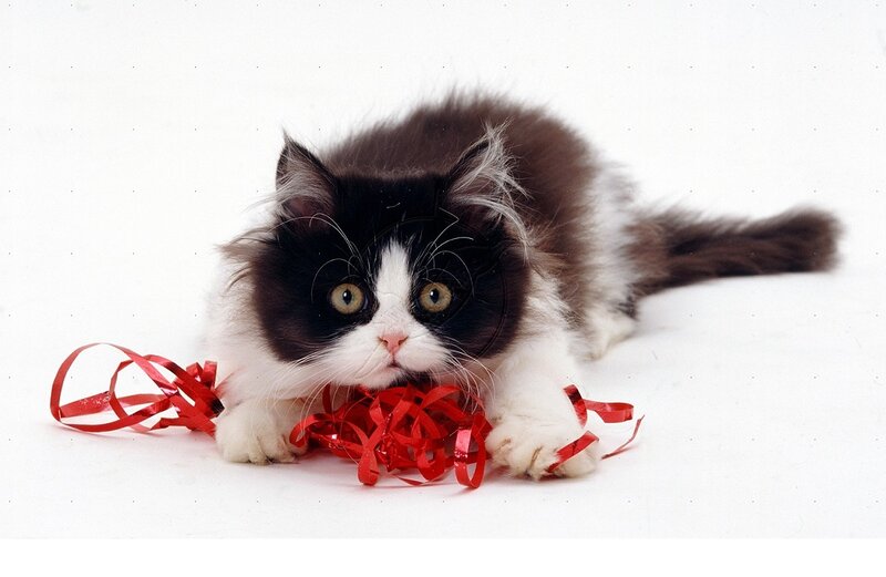Fluffy Black-and-white Kitten — White, Playful